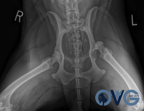 Dislocated Hip in Dogs: Causes, Symptoms, and Treatments | Expert Guide